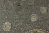 Plate Of Pyritized Ammonite Fossils - Posidonia Shale, Germany #192188-3